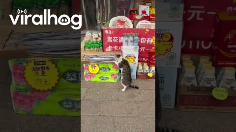 Street Cat Startled While Snacking Outside a Shop in Liaoning, China || ViralHog