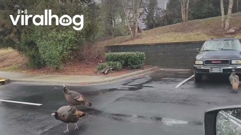 Turkey Take Over || ViralHog