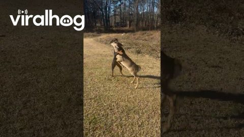Rottweiler and Young White-Tailed Deer Playing Together || ViralHog