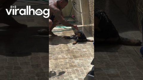 Dwayne Johnson Lookalike Gives Puppy a Bath || ViralHog