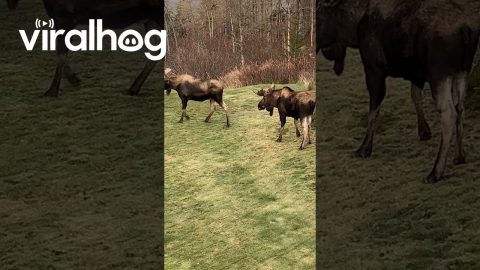 Two Bull Moose Tussle And Push || ViralHog