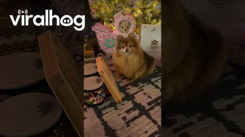 Pomeranian Plays Pretty Music || ViralHog