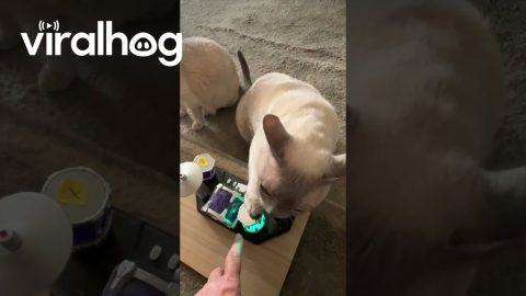 Nimbus the Cat Has the Rhythm || ViralHog