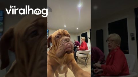 Willis Puts Himself in the Family Photo || ViralHog