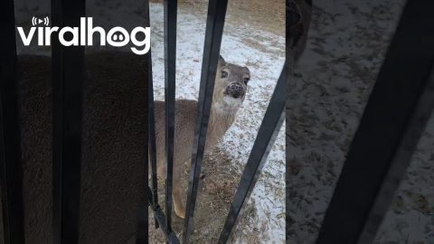 I Saved a Deer Stuck in a Fence || ViralHog