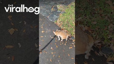 The Fastest Little Disabled Chihuahua You’ll Ever See || ViralHog