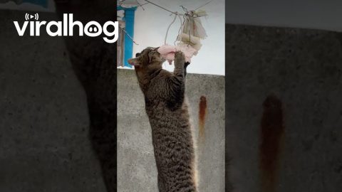 Cat Found a Hanging Snack || ViralHog