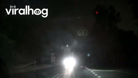 Wild Boar Hesitates to Cross Pedestrian Lane in Poland || ViralHog