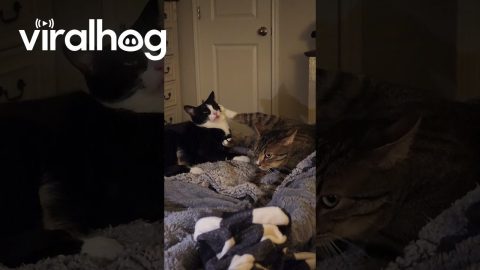 Cat Makes Back-Paw Biscuits || ViralHog