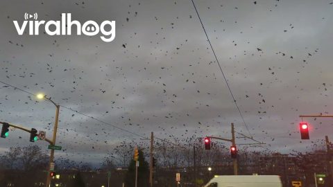 Crow City in Portland || ViralHog