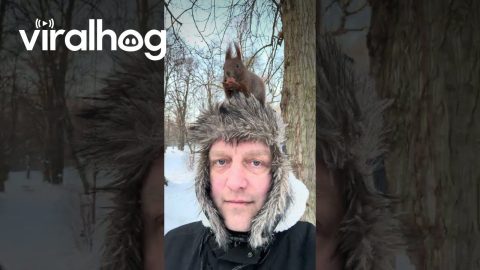 Squirrel Opens a Nut While Sitting on My Head || ViralHog