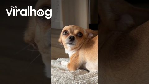Bambina the Booty Balancing Chihuahua || ViralHog