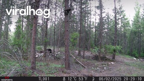Cub Climbs Up a Tree || ViralHog