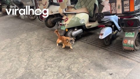 Dog Uses Scooter as a Makeshift Back Scratcher || ViralHog