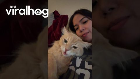 Catching Up With My Conversational Cat || ViralHog