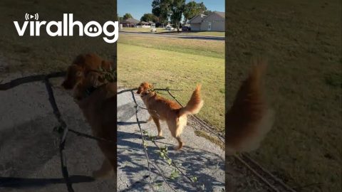 Golden Retriever's Stick of the Day || ViralHog