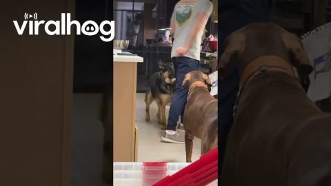 German Shepherd Nips A Bit Of Dad's Butt || ViralHog