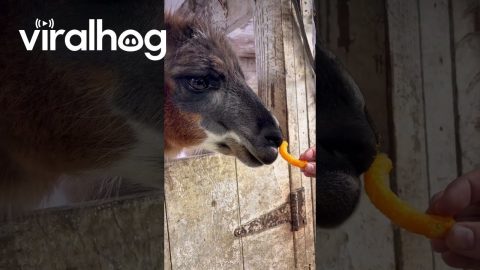 Llamas Say No to Cheetos || ViralHog