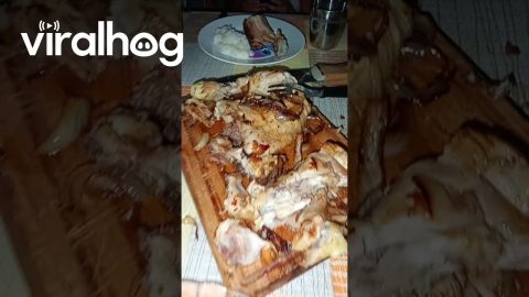 Federico the Chicken Eats With the Family || ViralHog