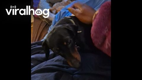 Dachshund Nuzzling for More Pets || ViralHog