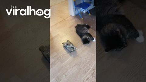 Cat Ignores Toy Tank || ViralHog