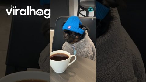 Grumpy Dog Contemplates Life Over Coffee || ViralHog Shorts