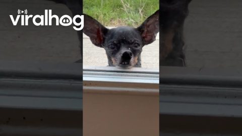 Dramatic Chihuahua's Nose Pressed Up on the Glass Window || ViralHog