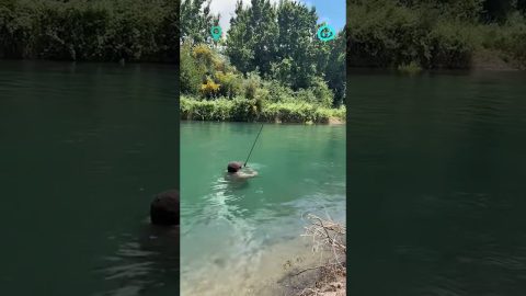To Catch a Fish You Need to Think Like a Fish || ViralHog Shorts