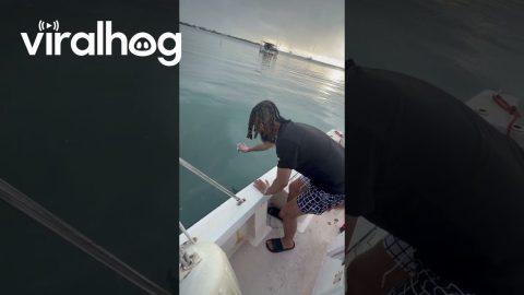 Tarpon Fish Feeding Gone Wrong || ViralHog