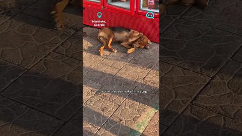 Singing Man Disturbs Sleeping Dog || ViralHog