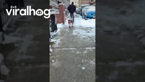 Shoes on the Dog but Not the Person || ViralHog