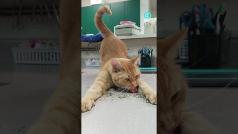 Kitty Dives Right into Catnip || ViralHog Shorts
