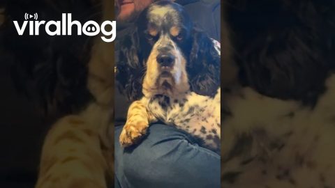 Tell Me Your Dog Is Mad at You Without Telling Me Your Dog Is Mad at You || ViralHog