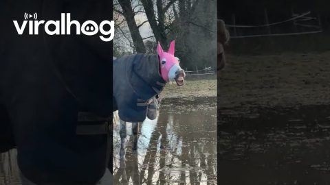 Masked Horse Has Silly Malfunction || ViralHog
