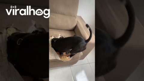 Dog Destroys Sofa to Make a Hiding Spot || ViralHog