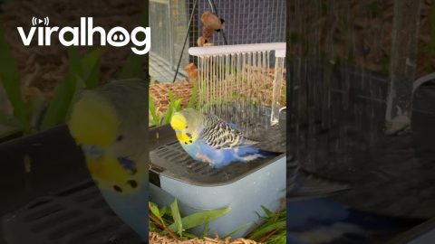 Happy Budgie Enjoys Gentle Bird Shower || ViralHog