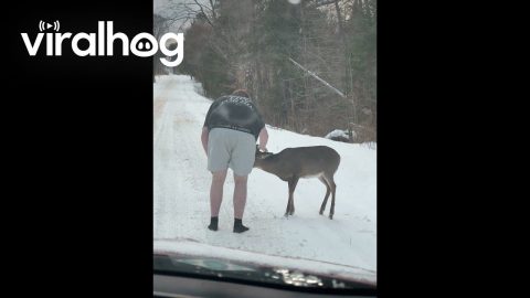Life in Northern Michigan Be Like || ViralHog
