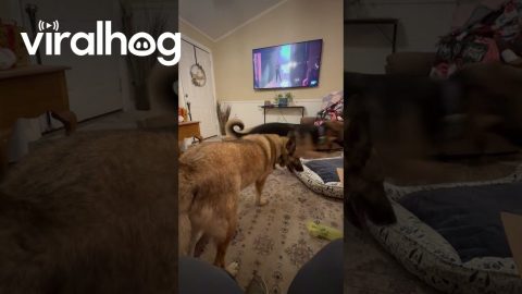 German Shepherd Hogs All The New Dog Beds || ViralHog