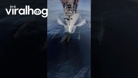 Dolphins Riding the Bow Wave of Our Sailboat || ViralHog