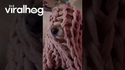 Duncan in His Battle Blanket || ViralHog
