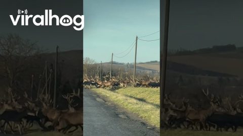 Hungarian Deer Herd On New Year's Day || ViralHog