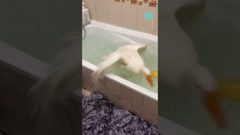 Goose Creates Bathtime Chaos || ViralHog Shorts