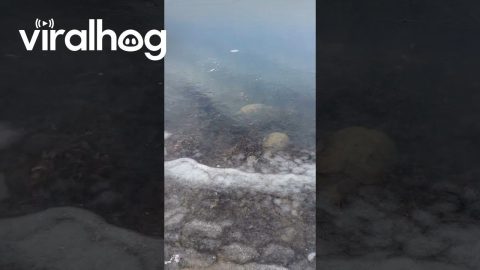 Farmer Finds Snapping Turtles Under the Ice || ViralHog