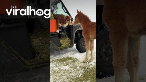 Australian Shepherd Meets a Young Foal || ViralHog