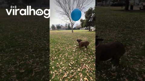 Boxer Dog Loves Keeping Ball Up || ViralHog
