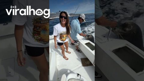 Tourist Gets to Pet a Friendly Sea Lion || ViralHog