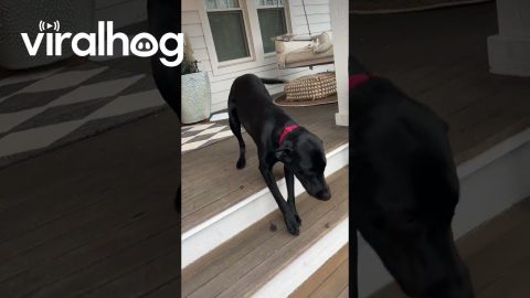 Dog Gets Super Excited for Owners to Come Home || ViralHog
