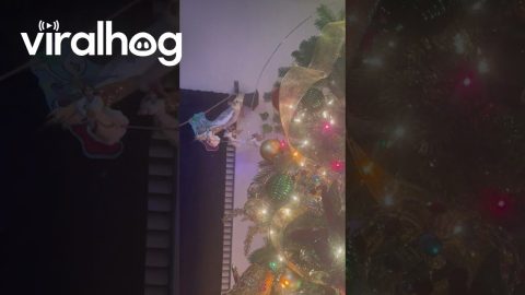 Cockatiel Cruising Around the Christmas Tree || ViralHog