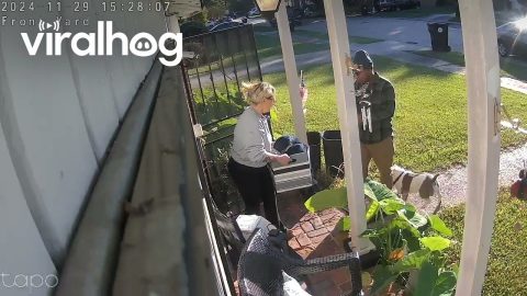 That Time My Pocket Bully Jumped in the Delivery Driver's Car || ViralHog