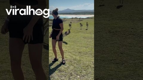 Kangaroo Troop Hops Around Posing Tourist || ViralHog
